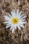 Carolina anemone